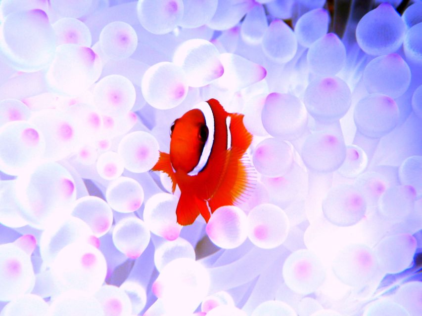 Okinawa: Naha: 1 day Kerama Islands diving‣ license required - Equipment, comfort, and the practical setup