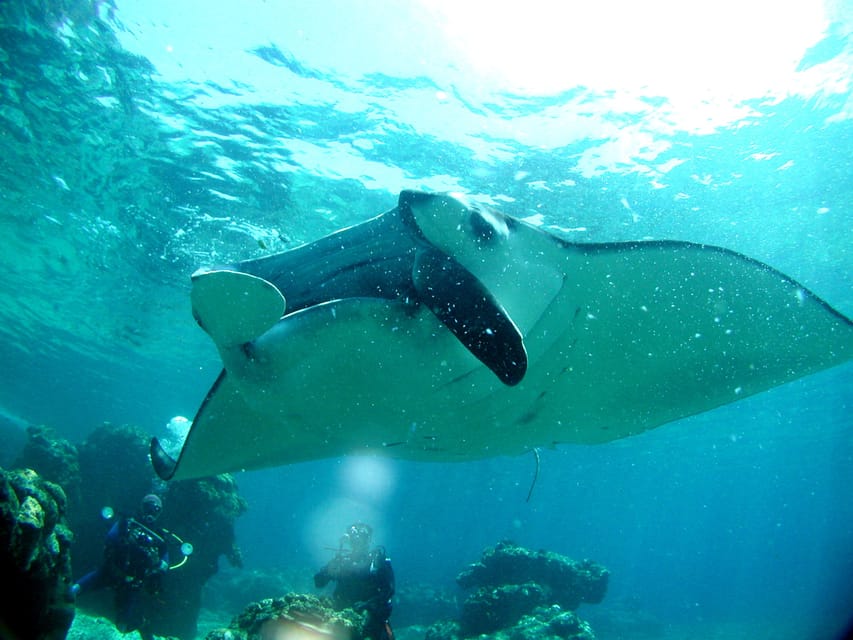 Okinawa: Naha: 1 day Kerama Islands diving‣ license required - Seasonal extras worth planning around
