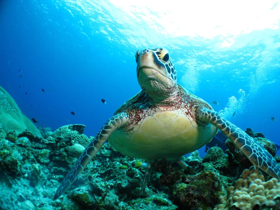 Okinawa:Naha:Kerama Island Experience １Dive and Snorkeling - Who Should Book This Day