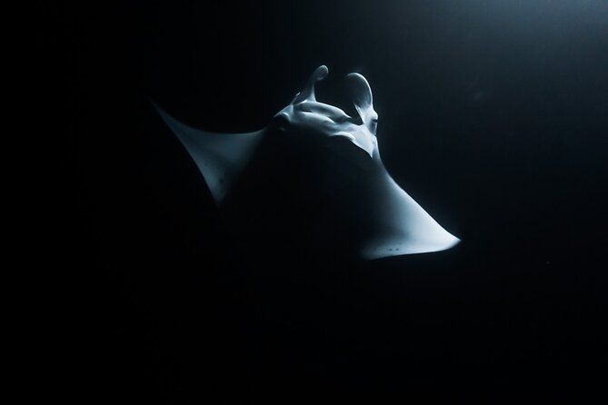 One Tank Manta Night Dive and Snorkel - Key points to know before you book