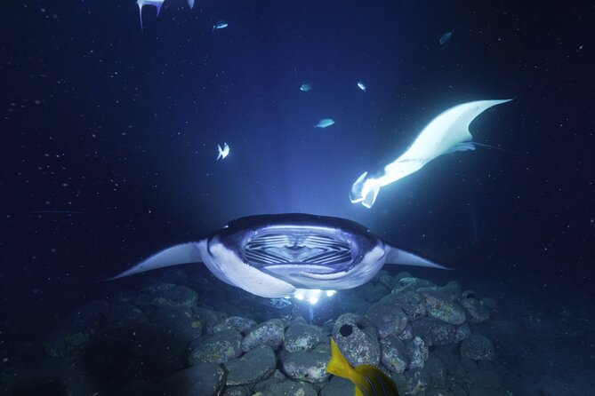 One Tank Manta Night Dive and Snorkel - Why Kona’s manta rays make this night outing special