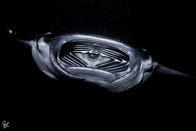 One Tank Manta Night Dive and Snorkel - Physical demands and who should choose it