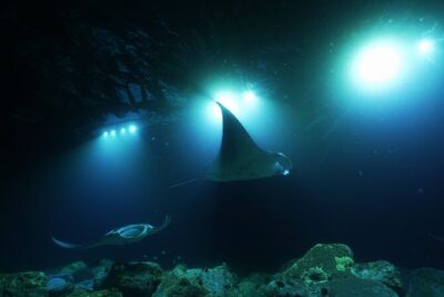 One Tank Manta Night Dive and Snorkel