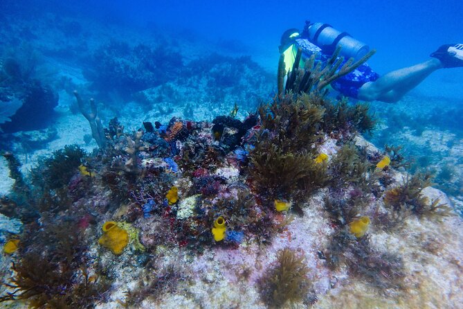 Open Water Certification Course-PADI - What the Isla Mujeres course really includes