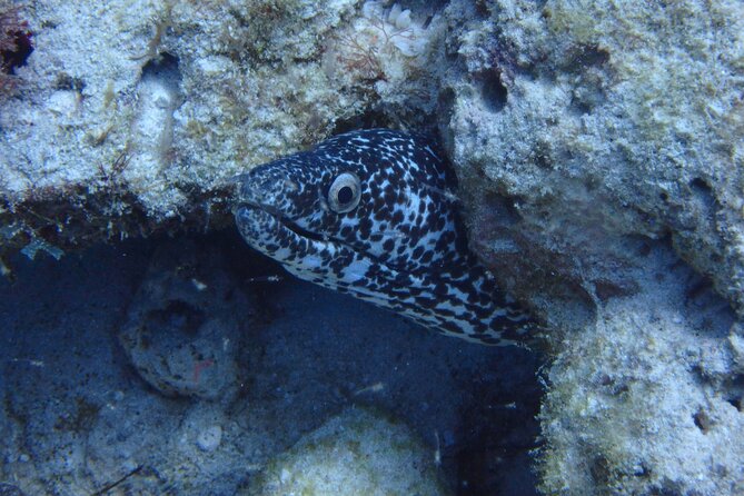 Open Water Certification Course-PADI - Day three: Marine National Park and graduation