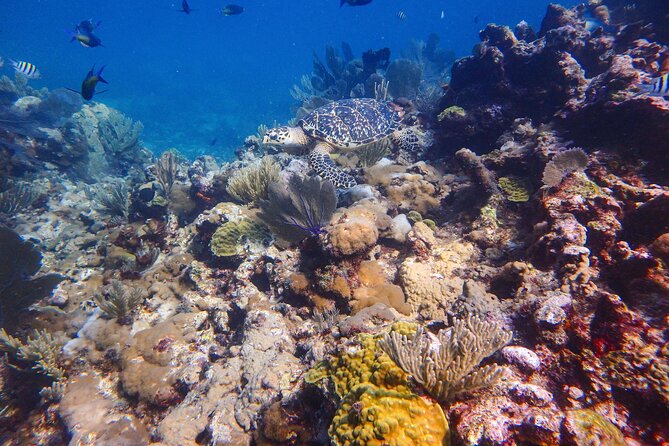 Open Water Certification Course-PADI - Equipment, boats, and group size