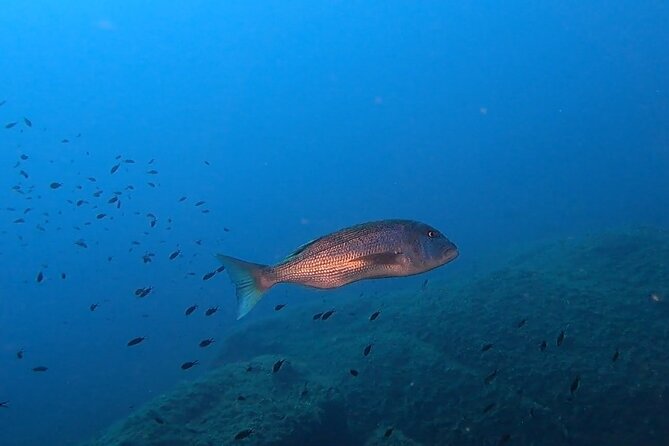 Open Water Diver Course - Day three: two boat sessions in Cozumel’s marine park