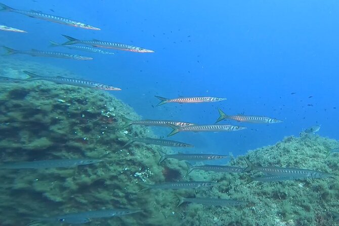 Open Water Diver Course - The $683.86 price and what you receive