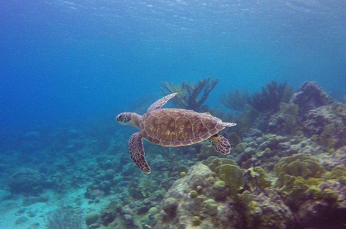 Open Water Diver Course at Blue Bay Dive in Curacao - Practical details that can make the course easier