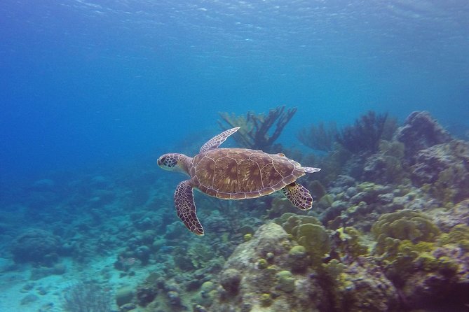Open Water Diver Course at Blue Bay Dive in Curacao - What the underwater experience may feel like