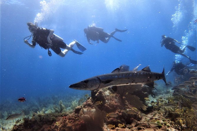 Open Water Diver course PADI in Cancun - Who should take this course?