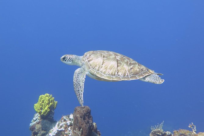 Open Water Diver course PADI in Cancun - Starting at 8:30 am with hotel pickup