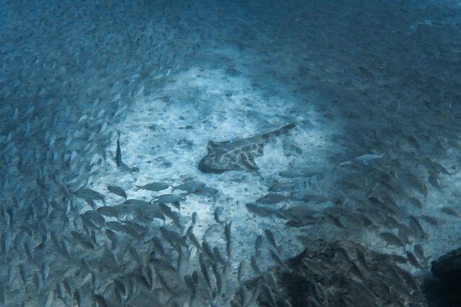 Open Water Diver Scuba Diving Course in Puerto de Mogan - Practical timing, clothing, and transport advice