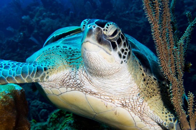Open Water Scuba Course - The instructors and teaching style