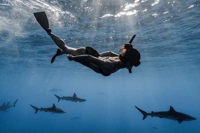 Open Water Shark Dive - Key points to know before booking