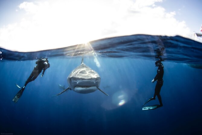 Open Water Shark Dive - What this North Shore shark safari is really like