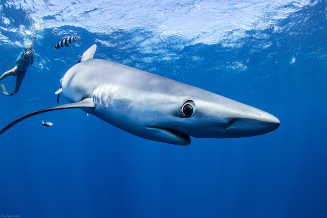 Open Water Shark Dive - Underwater photos are more useful than a phone