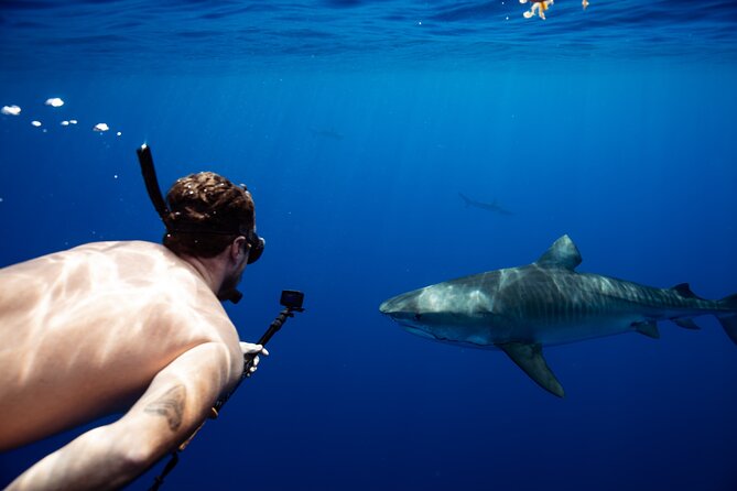 Open Water Shark Dive - How the $161.57 price measures up