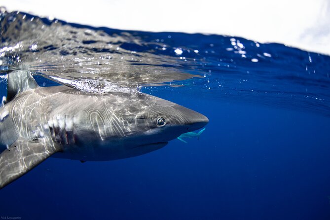 Open Water Shark Dive - Swimming beside sharks instead of looking through a cage