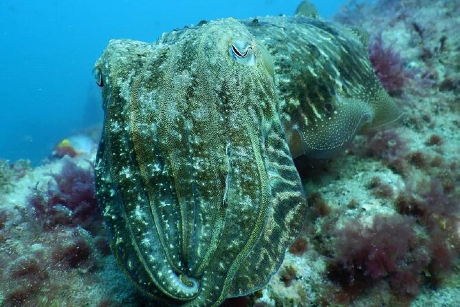 PADI Advanced Diving Course in Gran Canaria - Who should book this course?