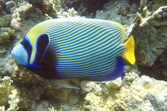 PADI Advanced Diving Course in Hurghada - Learn Scuba Diving - Why the four-person limit matters
