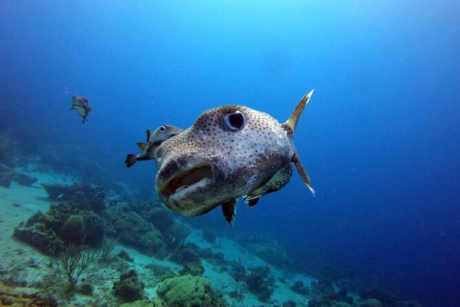 PADI Discover Scuba Dive - Getting comfortable with your equipment in shallow water