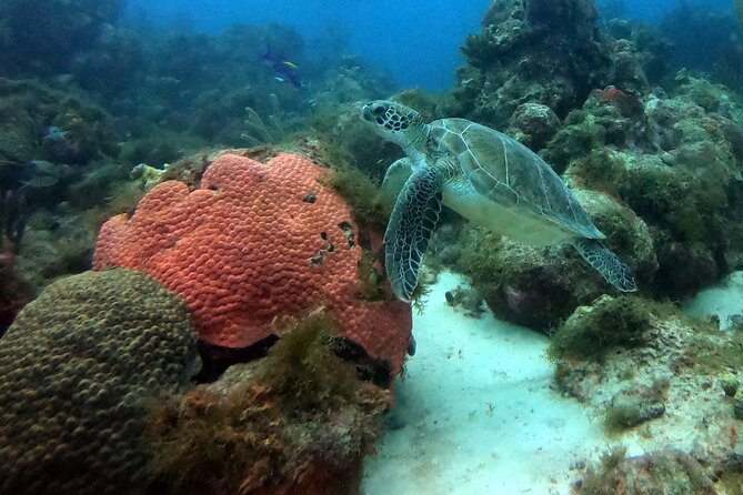 PADI Discover Scuba Dive - Who should book this Curaçao activity