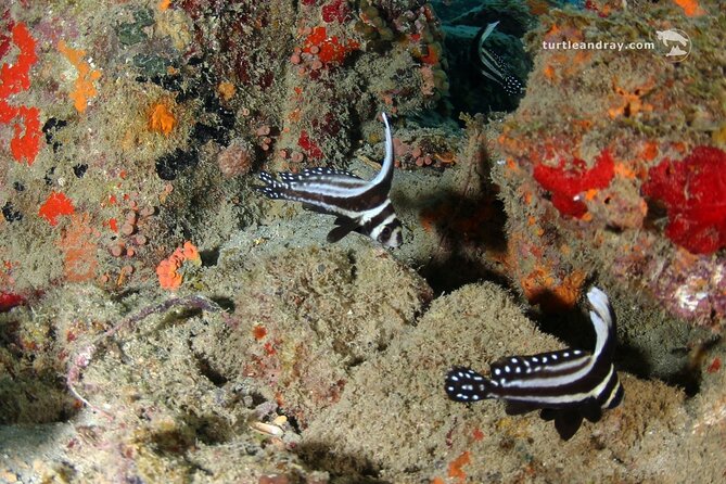 PADI Discover Scuba Dive - Timing, meeting point, and cancellation details