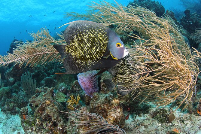 PADI Discover Scuba Dive - The main strengths and limitations