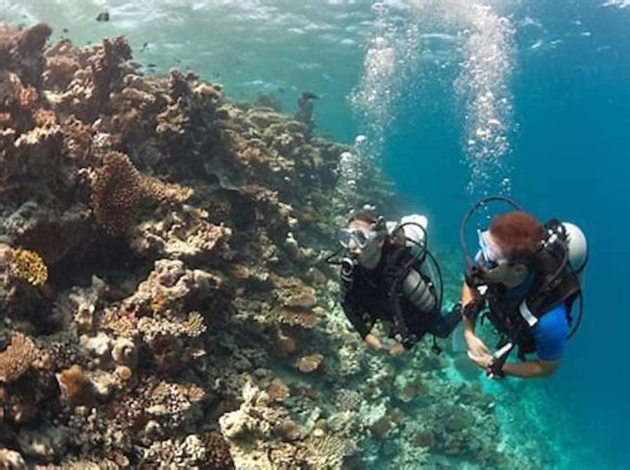 PADI Discover Scuba Diving: at Hol Chan Marine Reserve - What the 45-minute Hol Chan tour offers
