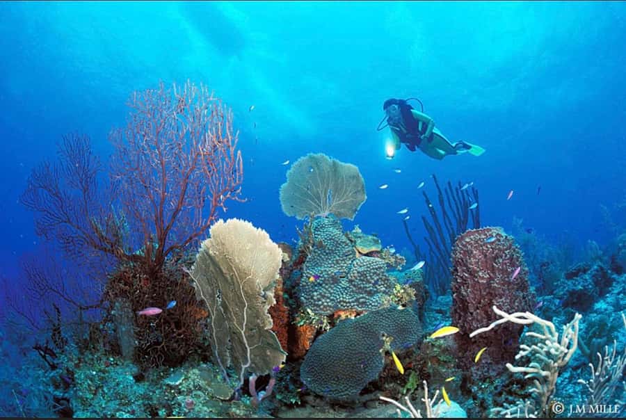 PADI Discover Scuba Diving: at Hol Chan Marine Reserve - Who should book this experience
