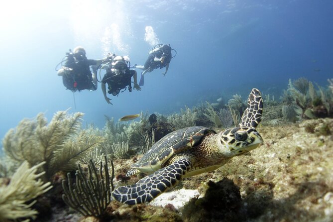 PADI Discover Scuba Diving for divers without certification - Moving From MUSA to Manchones Reef