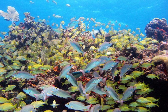 PADI Discover Scuba Diving for divers without certification - Five Hours That Fit an Isla Mujeres Day