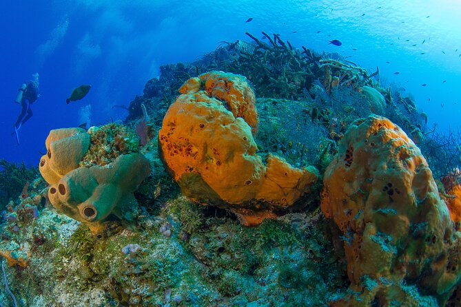PADI Discover Scuba Diving Tour in Cozumel - The guide and the feel of the instruction