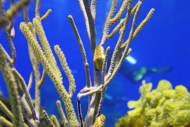 PADI Discover Scuba Diving Tour in Cozumel - Health rules, age limits, and flight timing