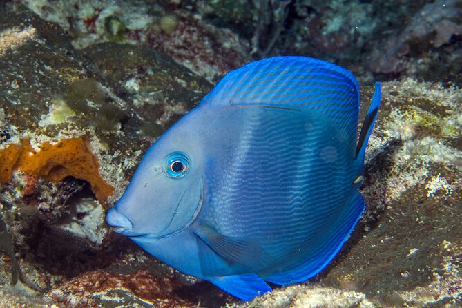 PADI Discover Scuba Diving Tour in Cozumel - Who will enjoy this Cozumel experience most