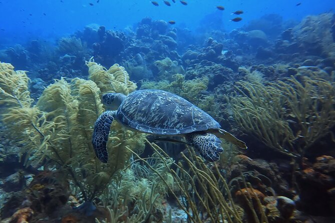 PADI Open Water Course in 3 Days - What the three-day PADI course actually involves