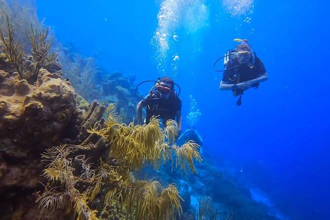 PADI Open Water Course in 3 Days - Days two and three: four open-water sessions