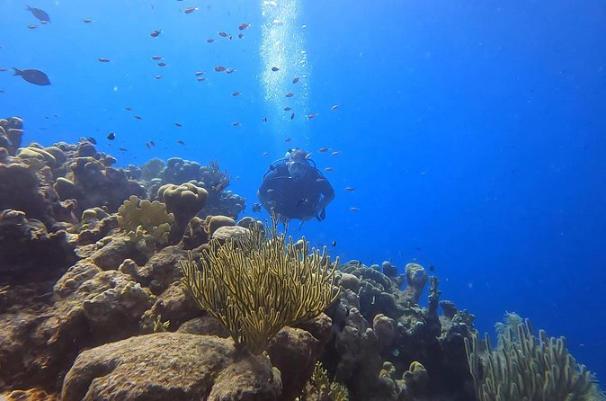 PADI Open Water Course in 3 Days - Why the teaching style matters for beginners