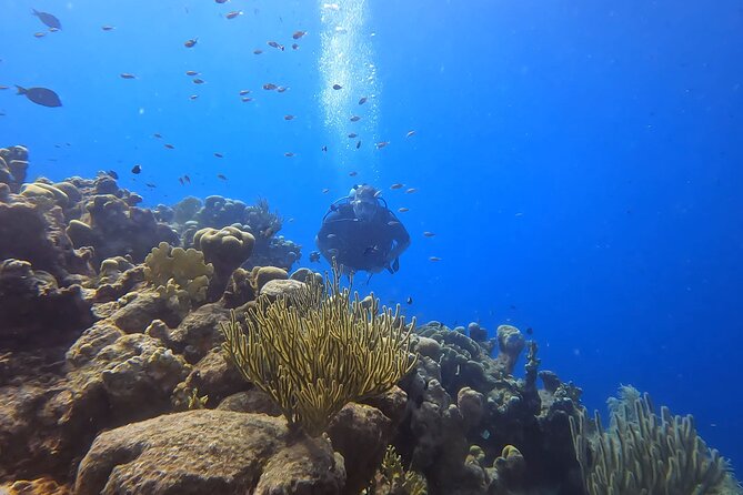 PADI Open Water Course in 3 Days - Who will get the most from this course