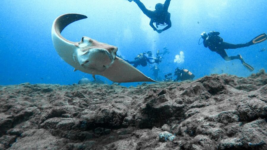 PADI Open Water Course in 3 Days - Pickup, language, and what to bring