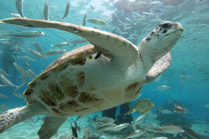 PADI Open Water Course in Curacao - Pickup, meeting point, and the two-day rhythm