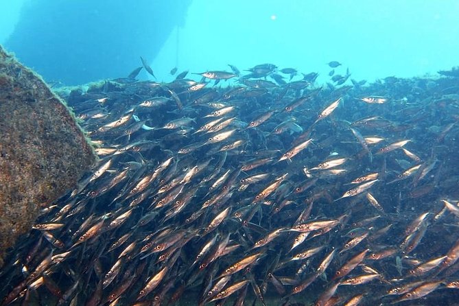 PADI Open Water Course in Gran Canaria - Your first morning in Gran Canaria: equipment, theory, and confined water