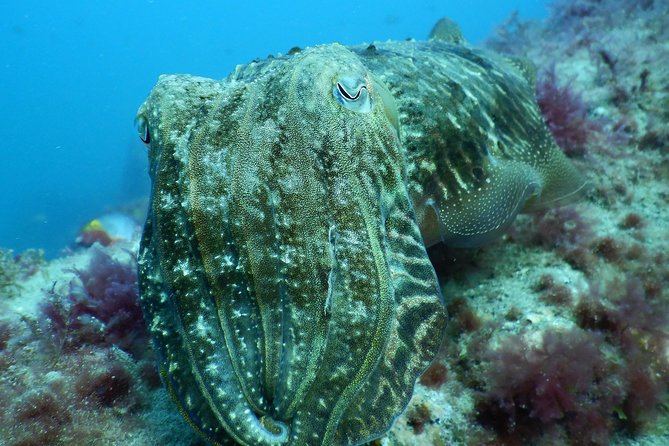 PADI Open Water Course in Gran Canaria - Day three: repetition, confidence, and certification