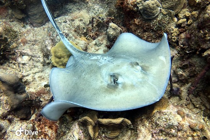 PADI Open Water Diver Course in Bayahibe - What the three-day PADI course actually teaches