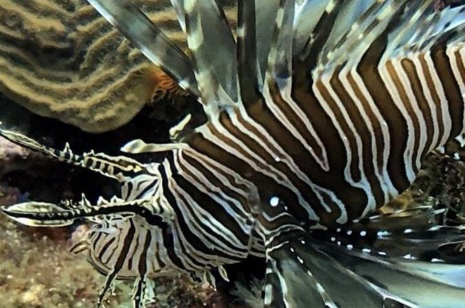 PADI Open Water Diver Course in Bayahibe - Experienced instruction and a group capped at six