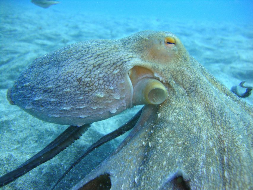 PADI Open Water Diving Course Tenerife - Learning to breathe underwater in Tenerife