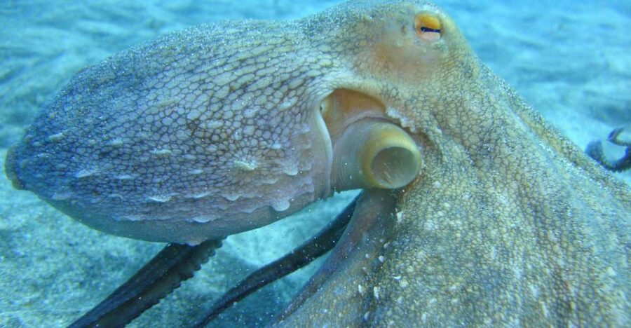PADI Open Water Diving Course Tenerife - Day two: your first two open-water sessions