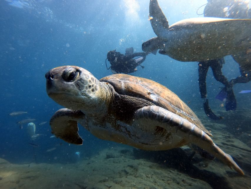 PADI Open Water Diving Course Tenerife - Day three: longer and deeper practice