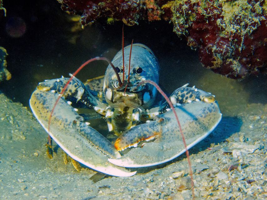 PADI Open Water Diving Course Tenerife - Who should book this course